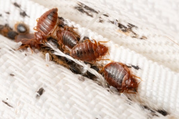 bed-bugs-in-mattress-crevice