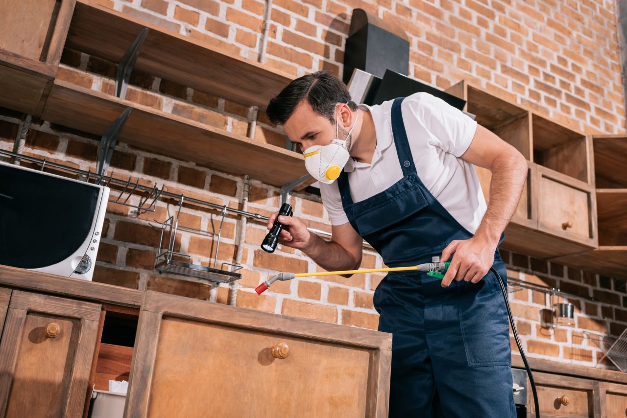 pest-control-worker-spraying-pesticides-in-kitchen-and-using-flashlight
